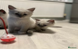 Ragdoll cats for sale: READY NOW Stunning pure breed ragdoll kittens  - Image 4