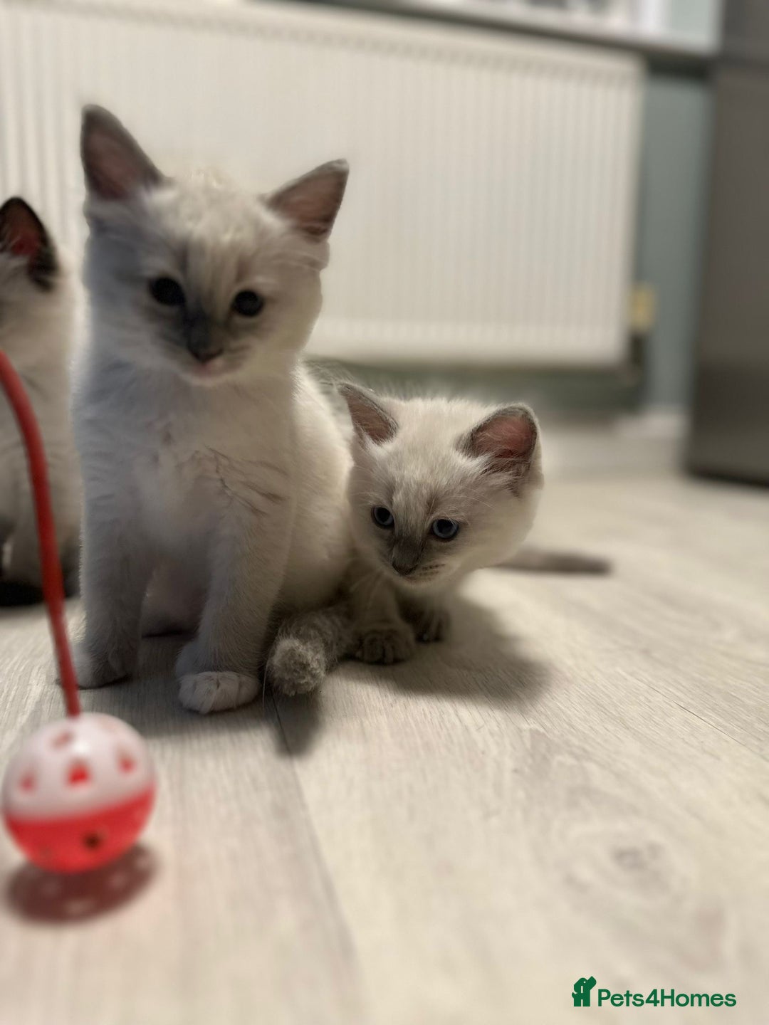 Ragdoll cats for sale: READY NOW Stunning pure breed ragdoll kittens  - Image 4