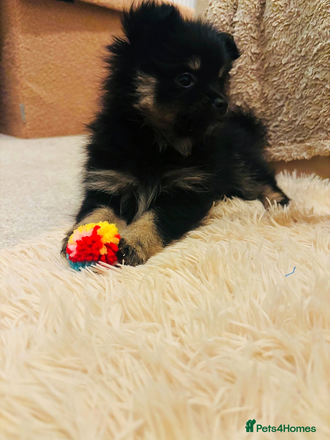 Pomeranian dogs for sale: Pomeranian puppy’s for sale - Advert 2