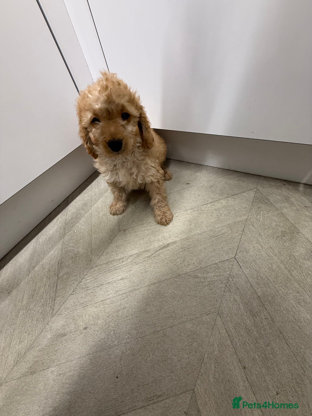 Cockapoo dogs for sale: Cockapoo Puppies For Sale  - Advert 32