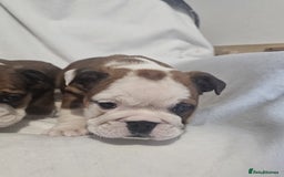 English Bulldog dogs for sale: Champion English bulldogs - Image 29