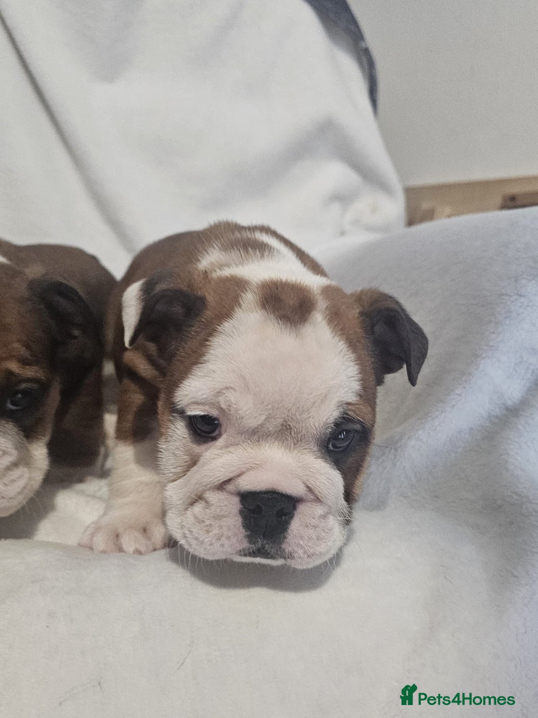 English Bulldog dogs for sale: Champion English bulldogs - Image 29