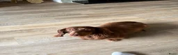 Dachshund dogs for sale: Miniature Dachshund puppies in Tamworth - Advert 2
