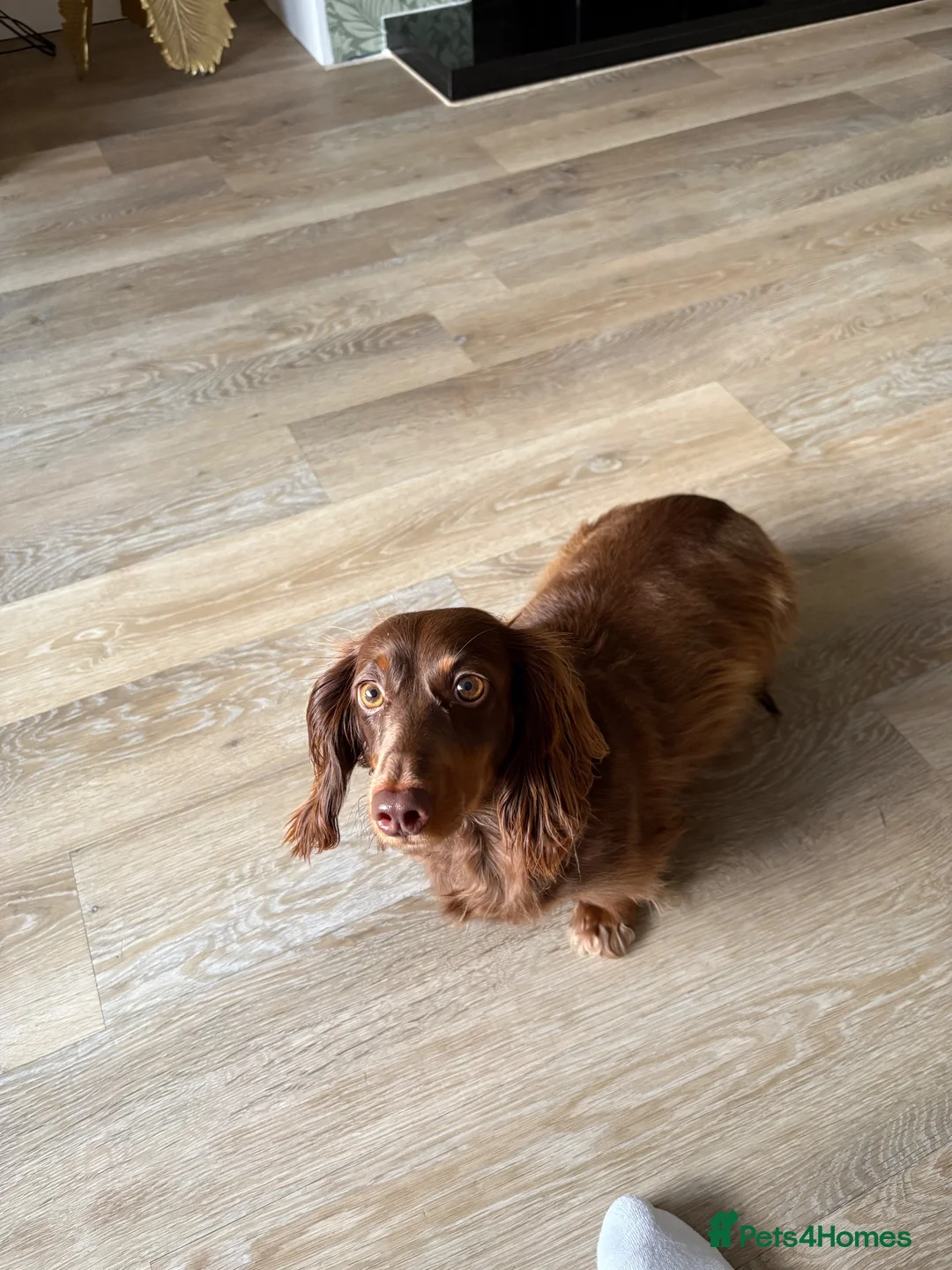 Dachshund dogs for sale: Miniature Dachshund puppies in Tamworth - Advert 2