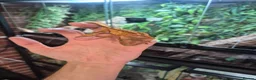 Gecko reptiles for sale: Crested geckos - Advert 3