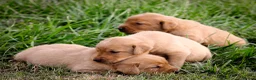 Labrador Retriever dogs for sale: Elite Litter: KC Registered Fox Red Labrador Pups - Advert 27