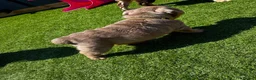 English Bulldog dogs for sale: Litter of bulldogs  - Advert 3