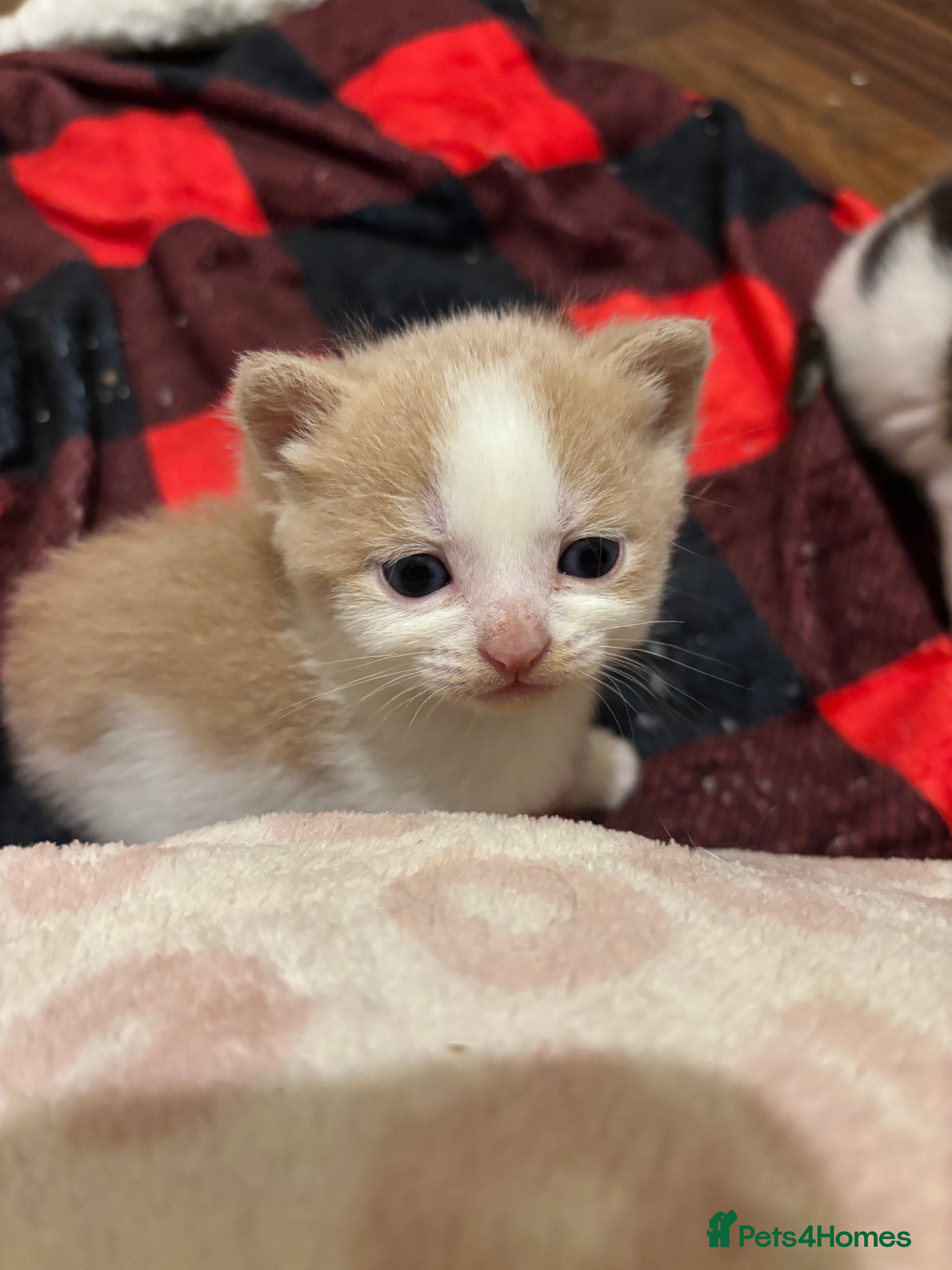 British Shorthair cats for sale: 3 half british shorthair boys - Advert 10