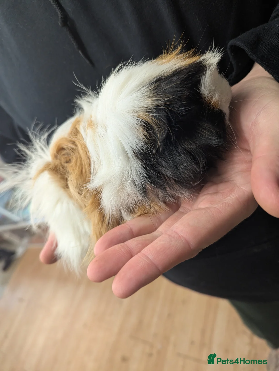 Guinea Pig rodents for sale: 2 Peruvian girls. Pure breed. Price is for both! - Advert 6