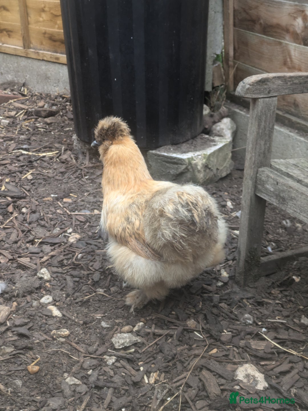 Hens poultry for sale: Bantam Arucana and silkie - Image 5