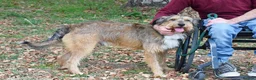 Mixed Breed dogs for adoption: Mursi  - Advert 6
