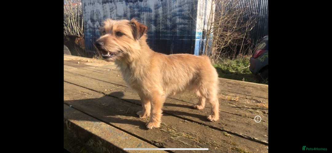 Norfolk Terrier dogs for sale: Norfolk Terrier Puppies - Image 3