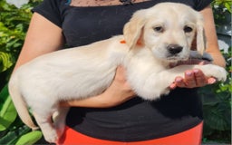 Golden Retriever dogs for sale: Stunning Golden Retriever puppies  - Image 32