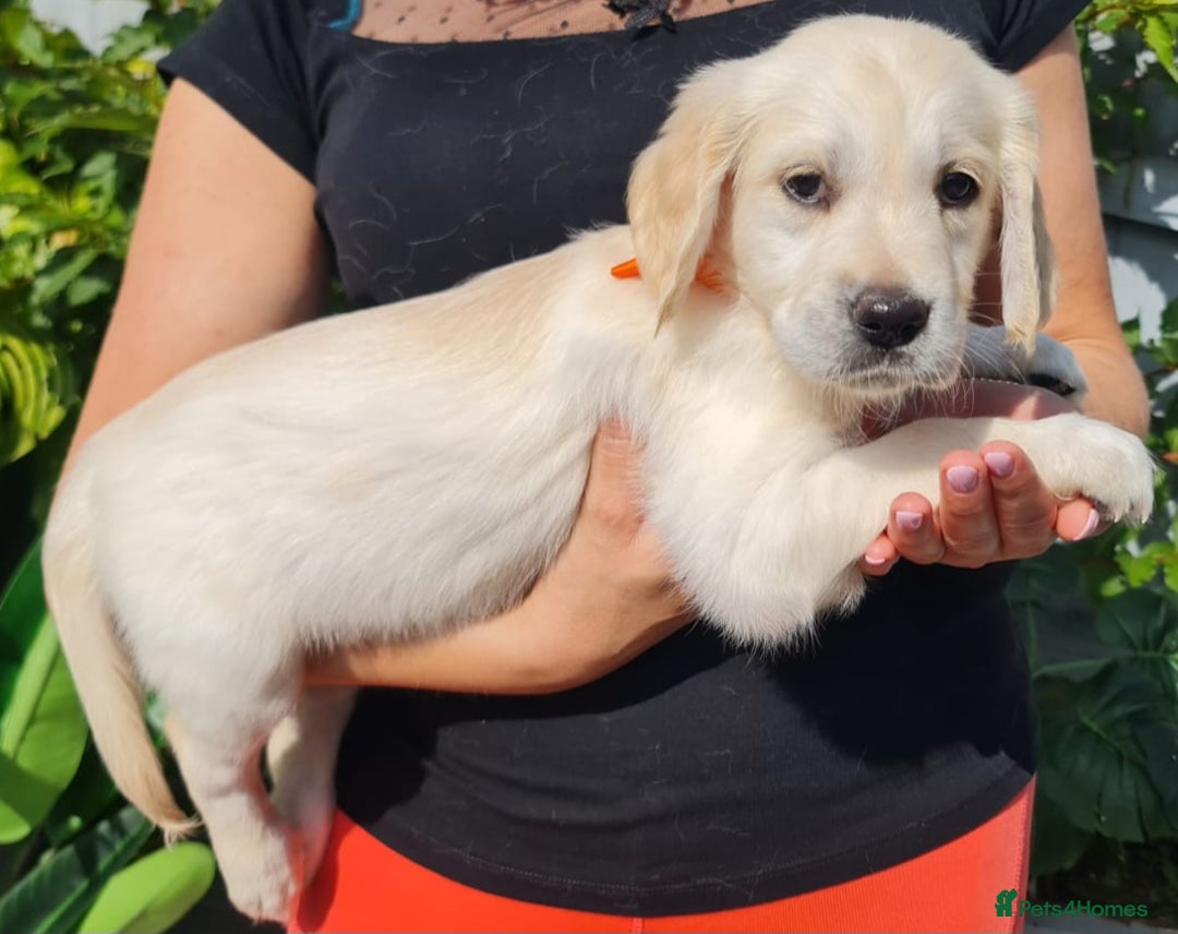 Golden Retriever dogs for sale: Stunning Golden Retriever puppies  - Image 32