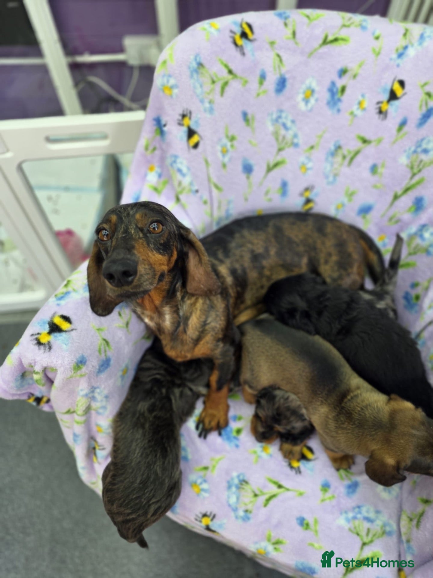 Dachshund dogs The Outstanding Boy Band is here💙🐶💚 - Advert 2