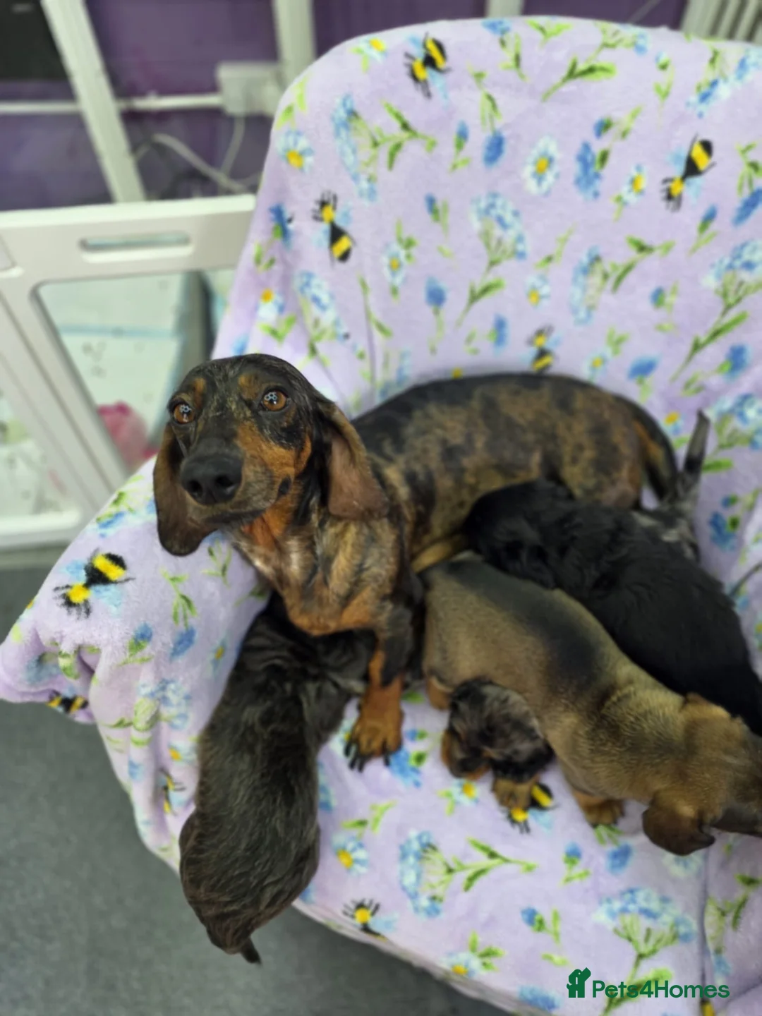Dachshund dogs for sale: The Outstanding Boy Band is here💙🐶💚 - Advert 2