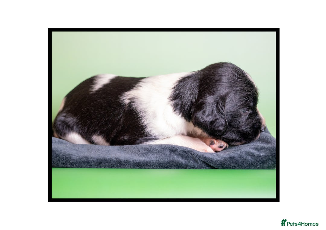 English Springer Spaniel dogs for sale: ✨ KC Registered Springer Spaniel Puppies ✨ - Advert 17