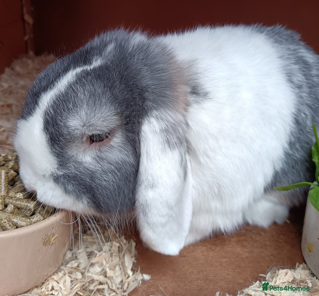 Mini Lop rabbits for sale: Mini lop boy 2 years old  - Image 3