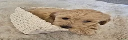 Maltipoo dogs for sale: 🐾 Beautiful Maltipoo Puppies – Home-Raised 🐾 - Advert 9