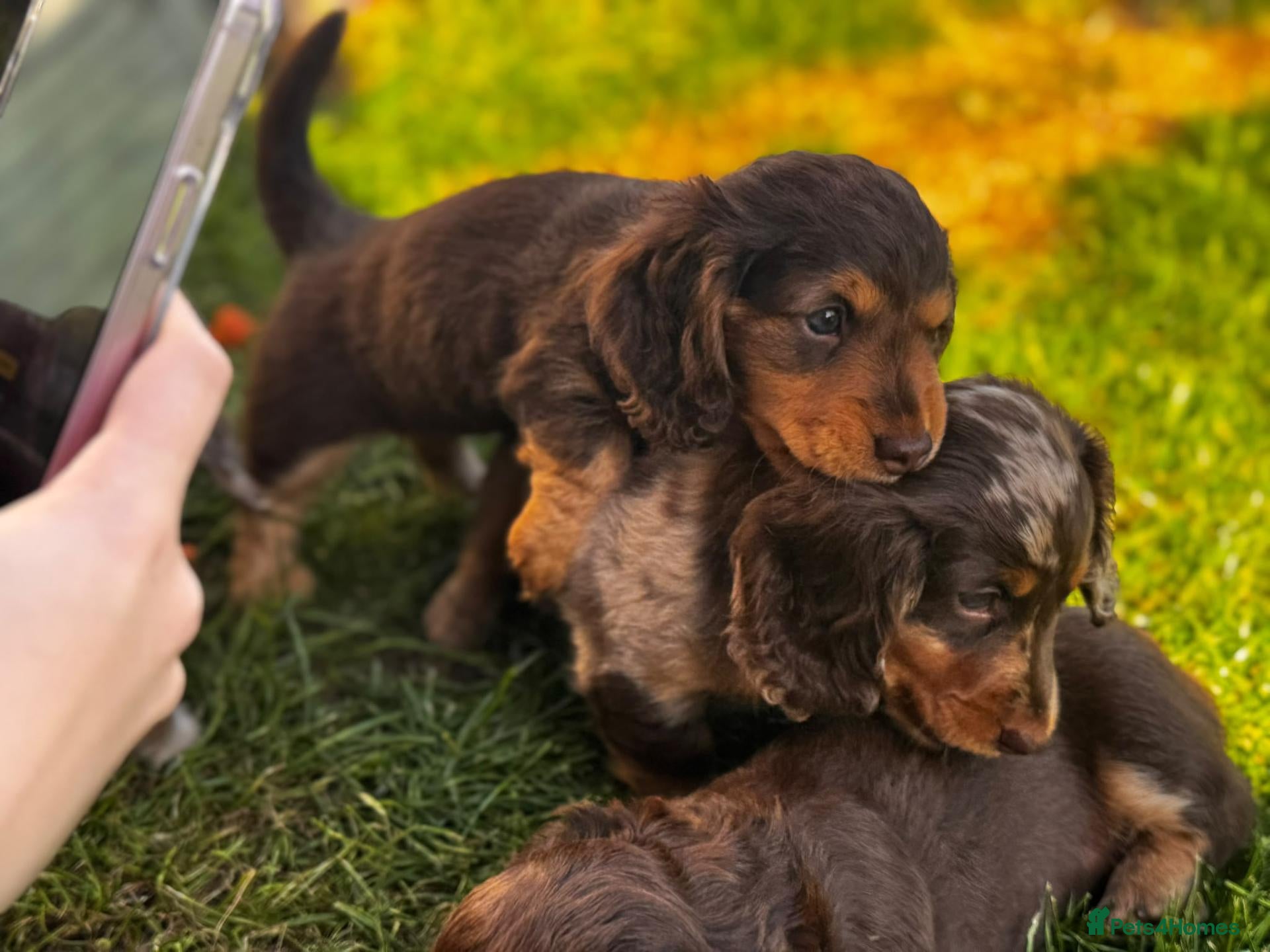 Dachshund dogs Beautiful long haired miniature daschunds . - Advert 3