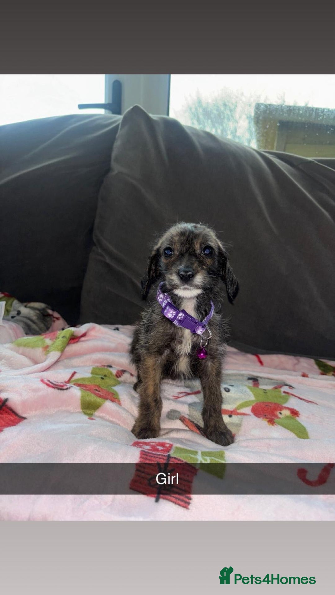 Jackapoo dogs for sale: 6 beautiful and playful Jackapoo puppy’s for sale  - Advert 3