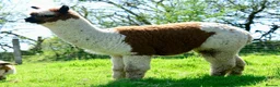 Alpaca livestock for sale: Beautiful group of coloured female alpaca and cria - Advert 16
