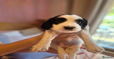 English Springer Spaniel dogs - Advert 8