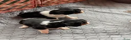 Cavalier King Charles Spaniel dogs for sale: Cavalier King Charles Spaniels  - Advert 17