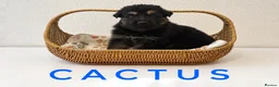 German Shepherd dogs for sale: Fully Health Tested, KC registered GSD puppies due - Advert 1