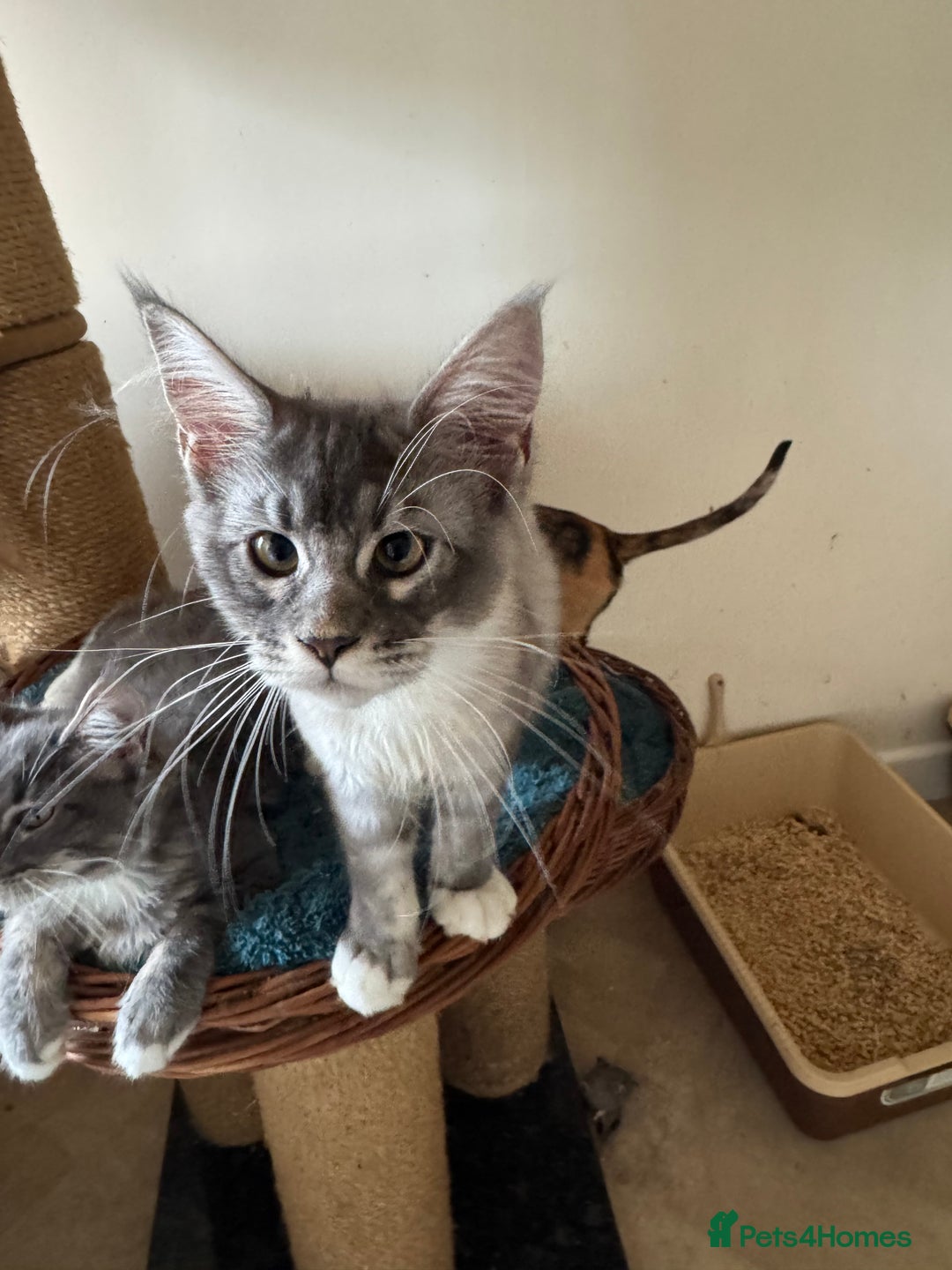 Maine Coon cats for sale: READY NOW BEAUTIFUL PEDIGREE MAINECOON KITTENS  - Image 19