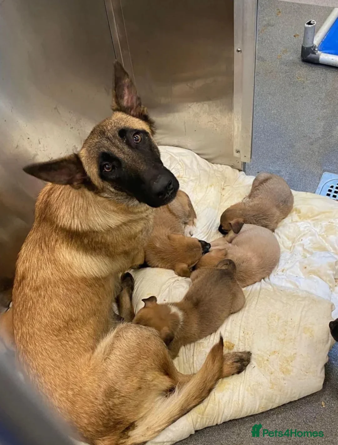 Belgian Shepherd Dog dogs for sale: Belgian malinois puppies  - Advert 5