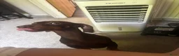 Miniature Dachshund dogs for sale: 2 miniature dashchunds  - Advert 3