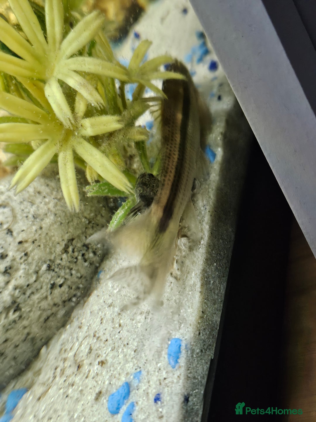 Other/Mixed Breed fish for sale: 2 Chinese algae eaters - Image 2