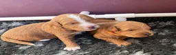 Australian Labradoodle dogs for sale: Australian Labradoodle Puppies for sale - Advert 37