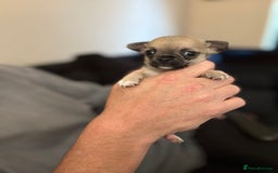 Chihuahua dogs for sale: Chihuahua and Pomchi puppies - Image 28