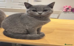 British Shorthair cats for sale: Gorgeous British Shorthair Kittens Chunky, Loving  - Image 18