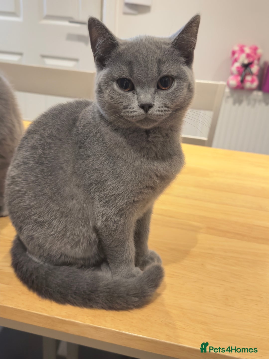 British Shorthair cats for sale: Gorgeous British Shorthair Kittens Chunky, Loving  - Image 18