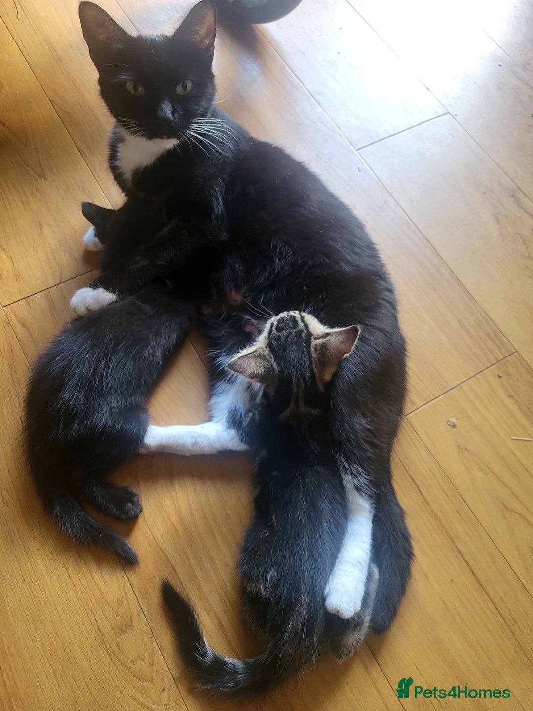 Mixed Breed cats for sale: 2 gorgeous kittens ready for there forever home - Image 7