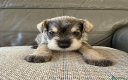 Miniature Schnauzer dogs for sale: KC MAC BVA MIniature Schnauzer puppies  - Image 14