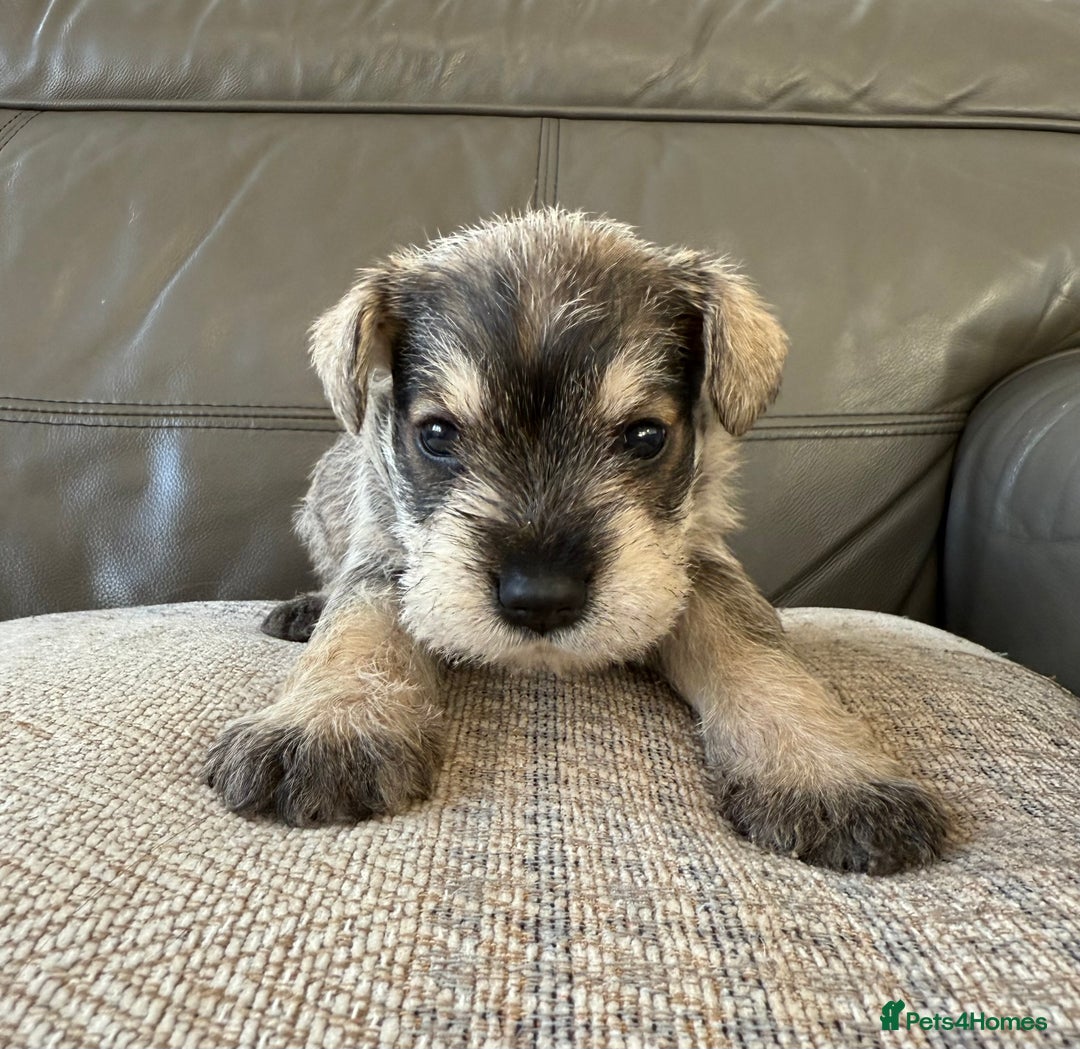Miniature Schnauzer dogs for sale: KC MAC BVA MIniature Schnauzer puppies  - Image 14