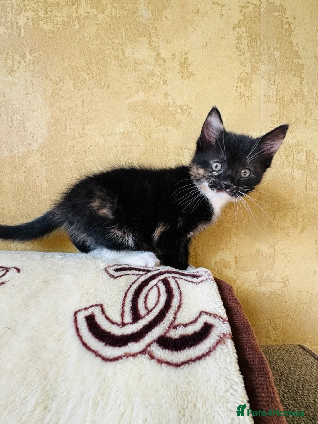 Mixed Breed cats for sale: Last kitten looking for their forever home  - Advert 2