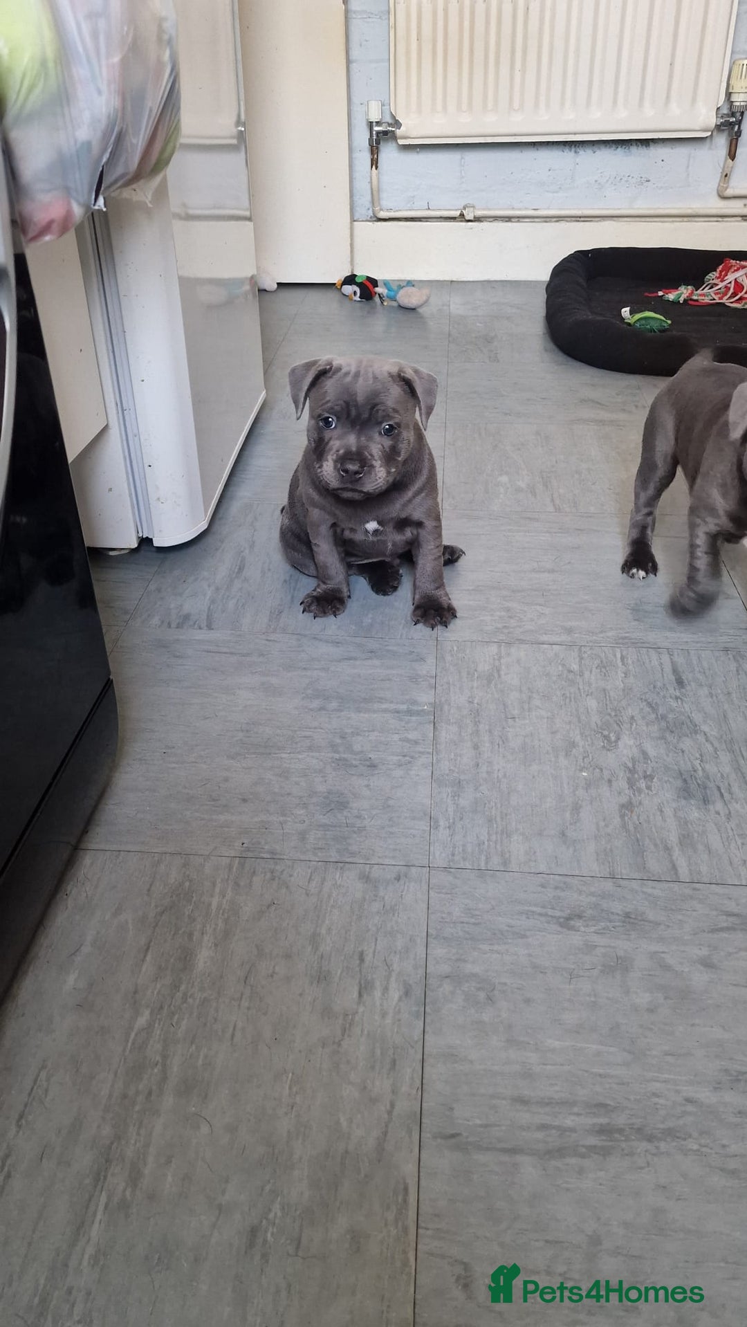 Staffordshire Bull Terrier dogs for sale: KC blue Staffordshire bull terriers - Image 6