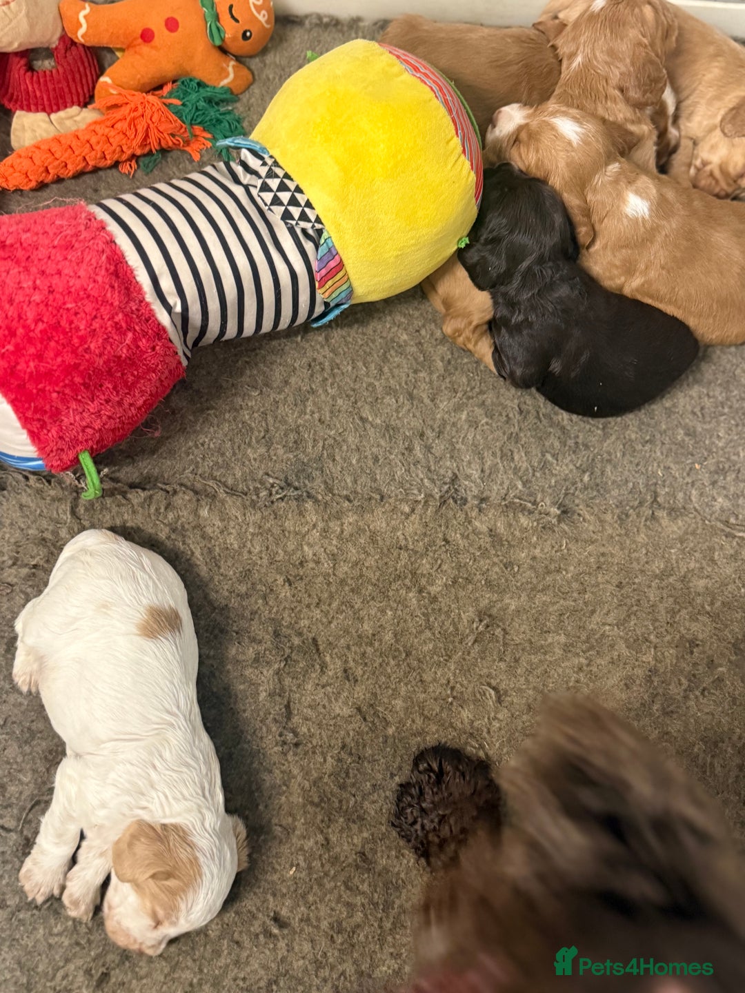 Cocker Spaniel dogs for sale: Last pup Working Cocker Spaniel Puppies! 🐶 in Chatteris - Image 27