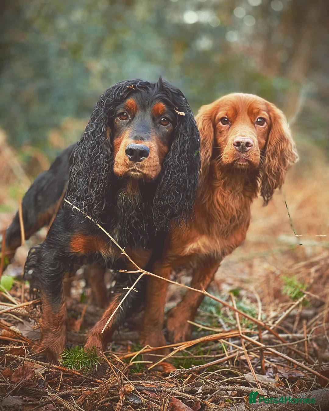 Cocker Spaniel dogs for stud: Black and tan cocker stud at Kellandbrook Gundogs  in Crediton - Advert 12