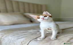 Arabian Mau cats for adoption: Male Kitten for Indoors Only Adoption - Image 3