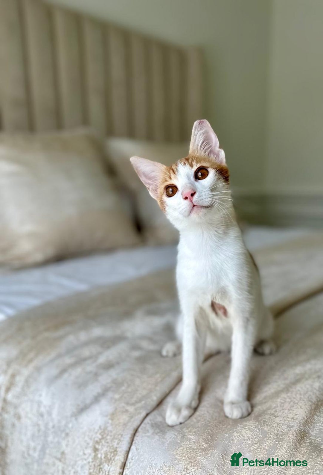 Arabian Mau cats for adoption: Male Kitten for Indoors Only Adoption - Image 3