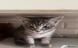 Mixed Breed cats for sale: Beautiful 1/2 Russian blue. Male  in Liskeard - Image 4