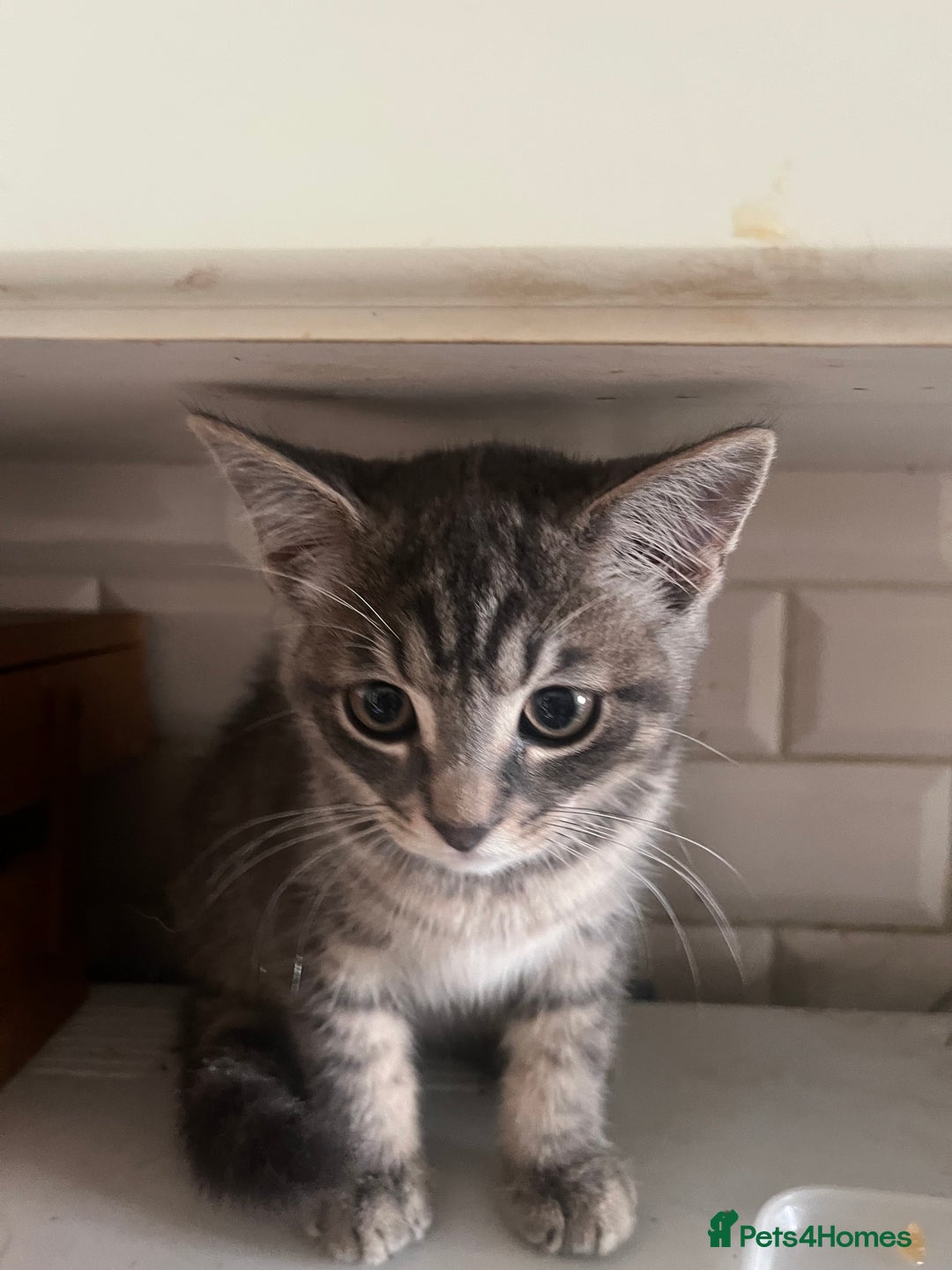 Mixed Breed cats for sale: Beautiful 1/2 Russian blue. Male  in Liskeard - Image 4