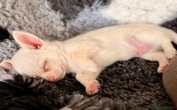 Chihuahua dogs for sale: XS Chocolate and Tan wrapped in Cream Boy  - Image 5