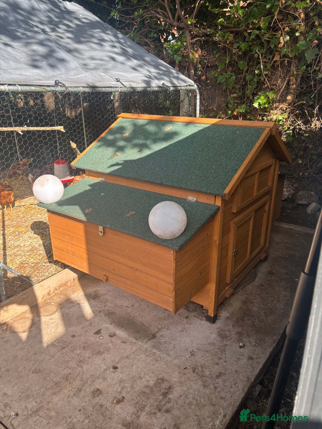 Chickens poultry for sale: 10 baby Female chickens- 14 weeks old  - Advert 7